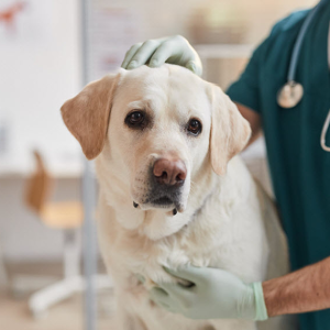 Vaccination Clinics