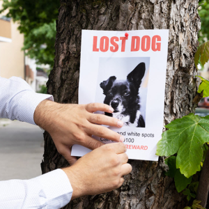Lost and Found Pet Services