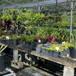 Fruit Trees
