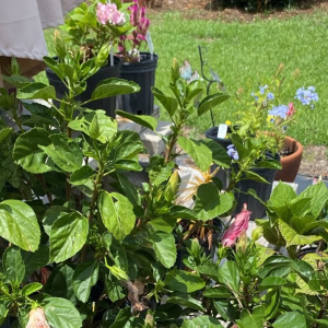 Shrubs