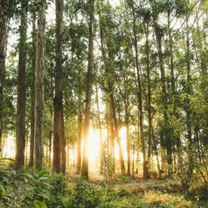 Plant Memorial Trees
