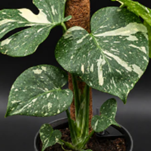 Curated Plant Collection