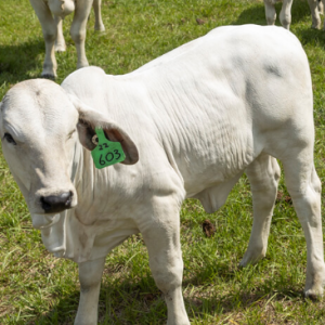 Livestock & Pasture Resources