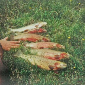 Fishing Trips