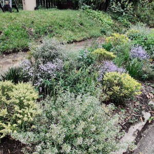 Native Garden Installations