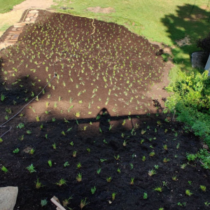 Invasive Plant Removal