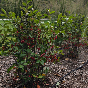 Native Tree Planting