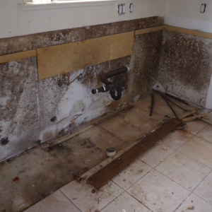 Mold Removal and Remediation