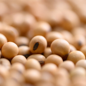 Seed