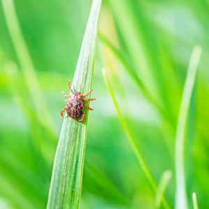 Flea and Tick Control Services