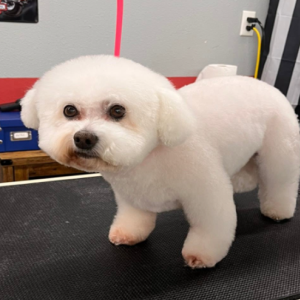 Custom Pet Grooming