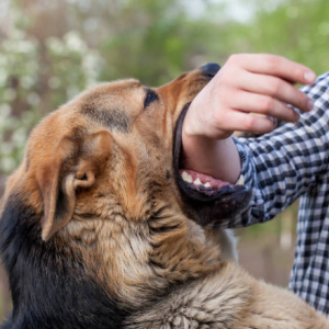 Dog Bite Injuries