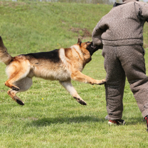 Dog Bites