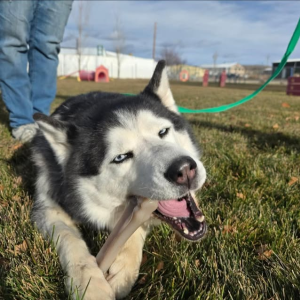 Pet Adoption Services
