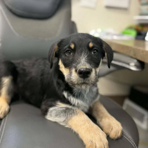 Veterinary Care Fundraising