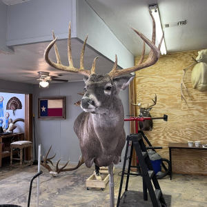 Whitetail Taxidermy