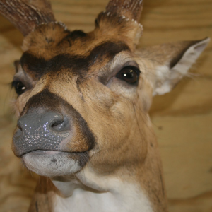 African Animal Taxidermy