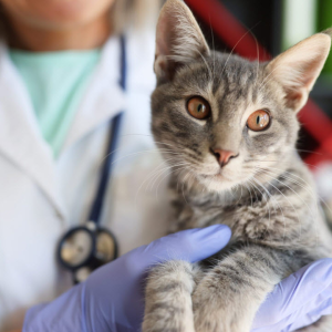 Pet's Care