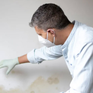 Mold Removal & Inspection