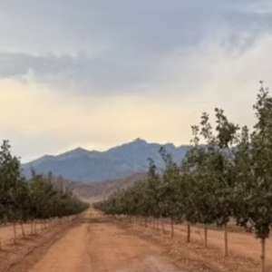 Pistachios