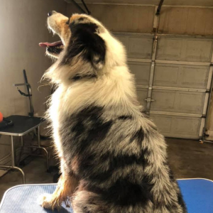 Bath and Brush Service