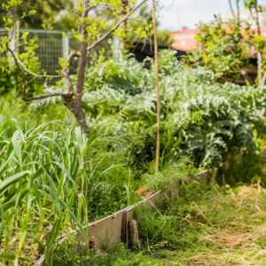 Overgrowth & Vegetation Control