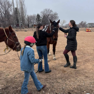 Horse Bonding and Training Lessons