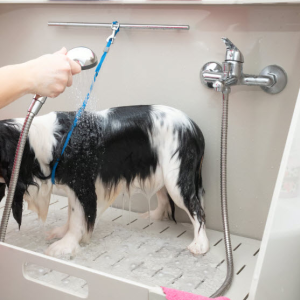 Pet Wash Stations