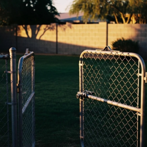 Dog Bite