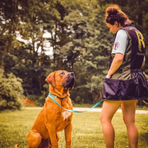 One on One Dog Training