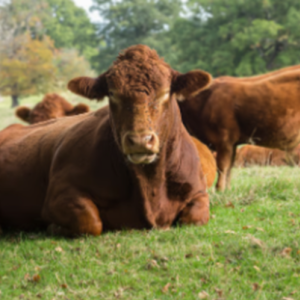 Red Angus Cattle