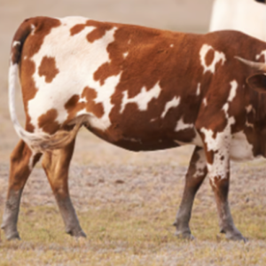 Calving Ease Genetics