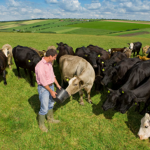 Easy Keeping Cattle