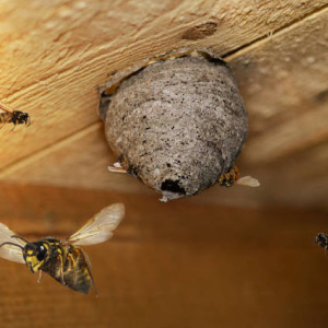Hornet & Wasp Extermination