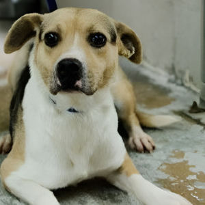 Animal Welfare Industry