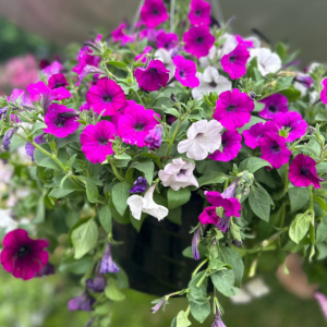 Seasonal Flowers and Mums