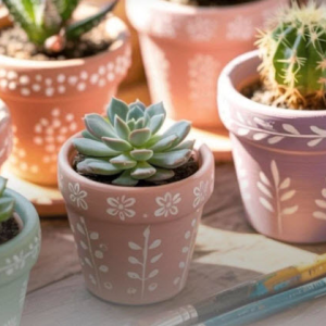 Succulents