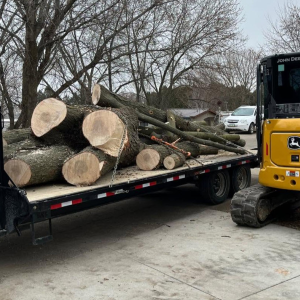 Tree Clearing