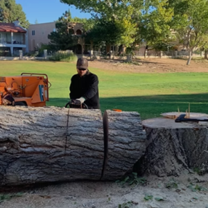 Commercial Tree Services