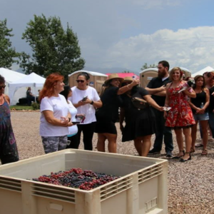 Winery Events
