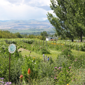 Local Agriculture & Food Systems Advocacy