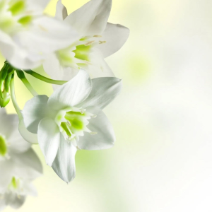 Send Flowers