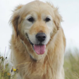Canine Senior Wellness Panels