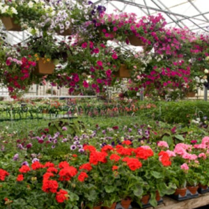 Plants & Greenhouse Offerings