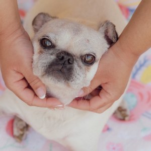 Pet Photography