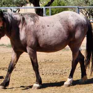 Equine Education and Awareness