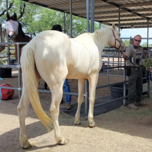 Equine Rehabilitation