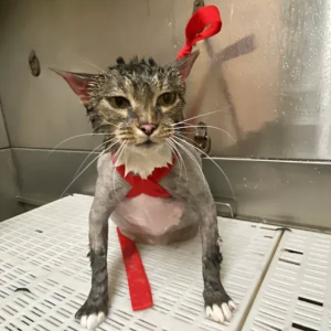 Cat Grooming & Boarding
