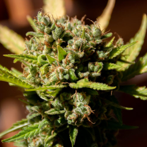 Cannabis Flower