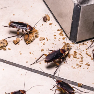 Cockroach Control